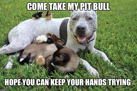 Image Tagged In Pit Bull Pack Imgflip