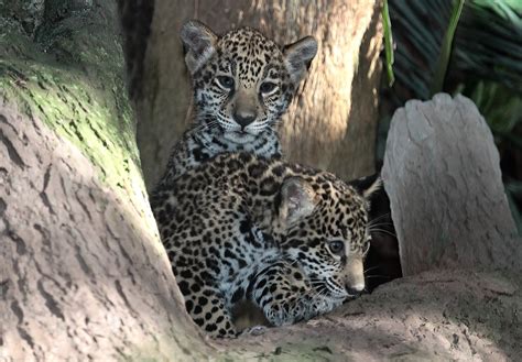 Jaguar Cubs On Display At Brevard Zoo Orlando Sentinel