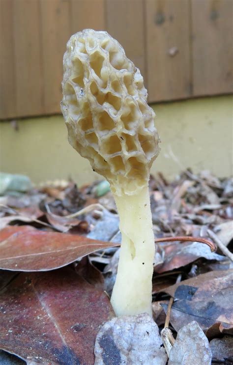 Using Georgia Native Plants Mushrooms Of The Georgia