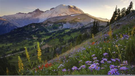 Nature Sourdough Trail Sunset Flowers Mount Rainier Washington