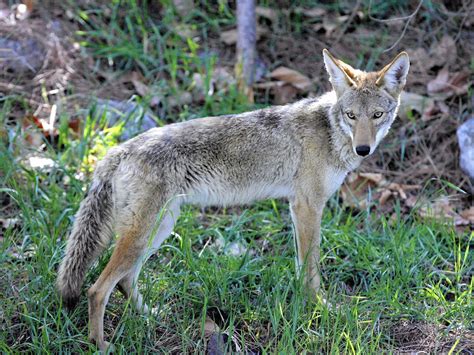 Coyote Sightings Increase In Costa Mesa City Offers Tips On What To Do