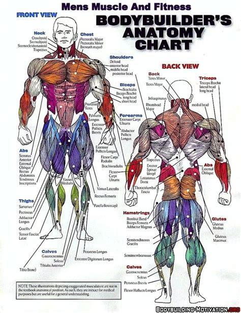 Bodybuilders Anatomy Chart Corps Musclé Musculation Muscle