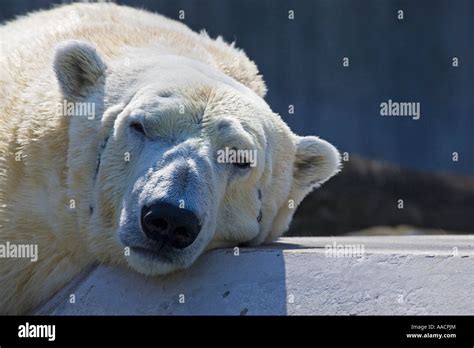 Polar Bear Ursus Maritimus Portrait Stock Photo Alamy