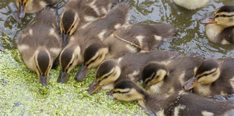 Mallard Ducklings Were Lost And Now Are Found Bird Ally X