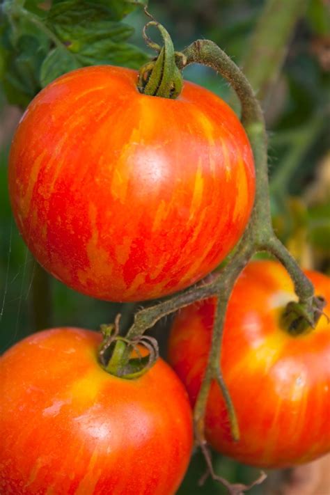 Growing Heirloom Tomatoes Thriftyfun