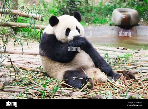 El Panda Gigante Ailuropoda Melanoleuca Chengdu Panda Base De Cría