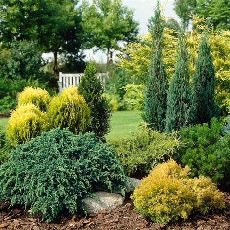 Yougarden Evergreen Dwarf Conifer Plant Collection 6 Colours In 9cm
