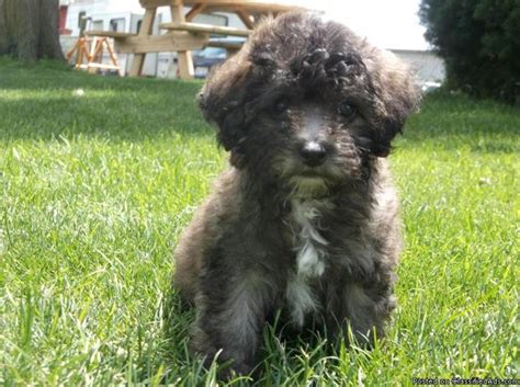 I only sell my puppies locally and in person. Maltipoo Puppies! for Sale in Onsted, Michigan Classified ...