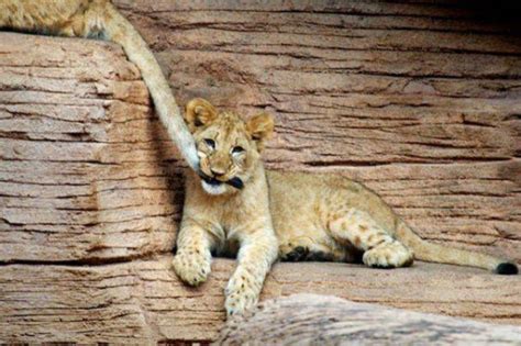 15 Awesome Pictures Of Big Cats Being Cute
