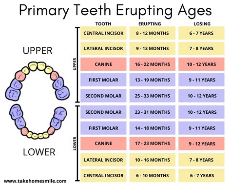 Eruption Of Teeth Chart For Primary And Adult Teeth Take Home Smile