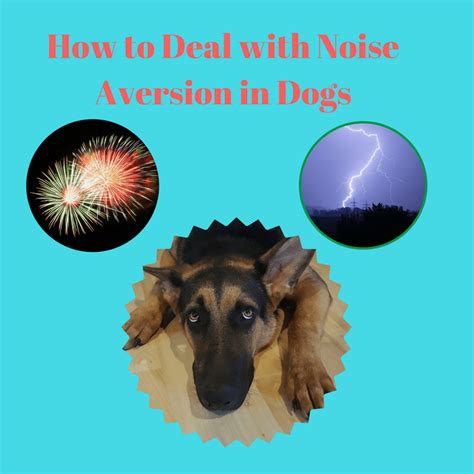 How To Deal With Noise Aversion In Dogs The Animal Doctor Blog