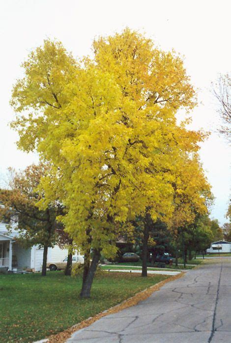 Green Ash Fraxinus Pennsylvanica At Connon Nurseries Cbv Trees To