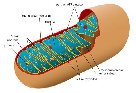 Gambar Struktur Mitokondria Dan Fungsinya Hardware Imagesee