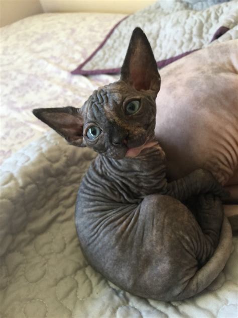 Canadian sphynx male 9 months old,microchiped,vaccinated, dewormed, looking for a new home. Sphynx Cats For Sale | Homeland, CA #255451 | Petzlover