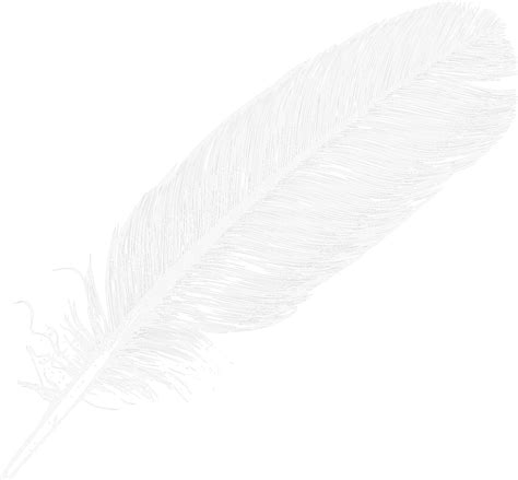 Feather Png Transparent Image Download Size 1250x1158px