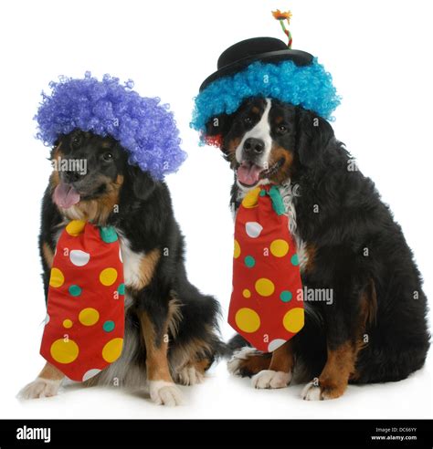 Funny Dogs Two Bernese Mountain Dogs Dressed Up Like Clowns On White
