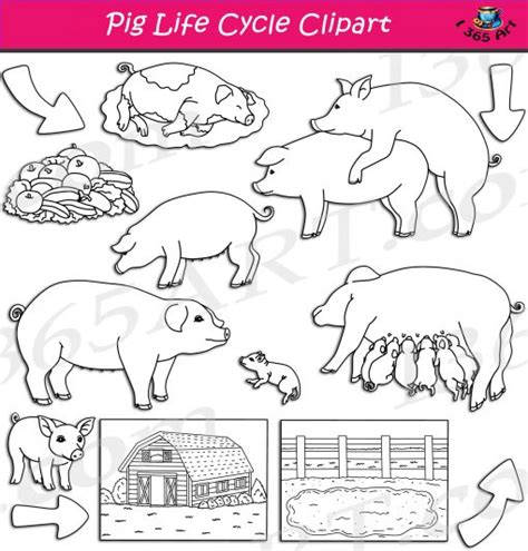 Pig Life Cycle Clipart Set Download Clipart 4 School