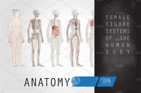 Learn about human anatomy and the complex processes that. Systems Human Body Anatomy Female ~ Illustrations ...