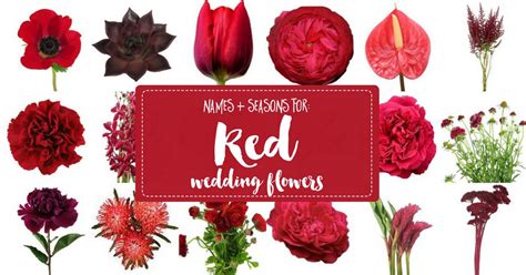 Types of wedding flowers with pictures and names. Names and Types of Red Wedding Flowers with Seasons + Pics ...