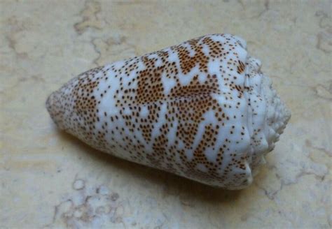 Conus Arenatus 78 Mm Beautiful Wow Pattern Red Sea Shell Coloration