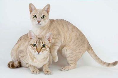 The australian mist was originally known as the clouded mist. 17 Best images about Beautiful Australian Mist Cat ...