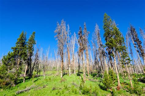 Trees In Yellowstone Stock Photo Image Of Livingston 115047458