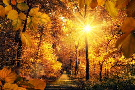 Picture Rays Of Light Foliage Sun Autumn Nature Park Roads Trees