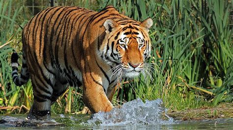 Amur Tiger Zoological Society Of London Zsl