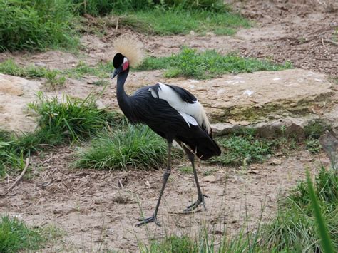 Black Crowned Crane Nigeria National Bird Full Desktop