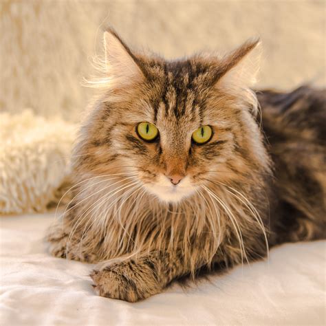 Norwegian Forest Cat Character Price Size Zooplus Magazine