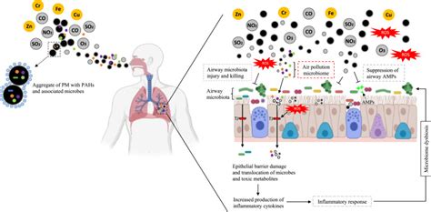 Air Pollution And The Respiratory Microbiome Journal Of Allergy And