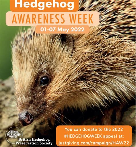 Hedgehog Awareness Week Grounds Department Blog