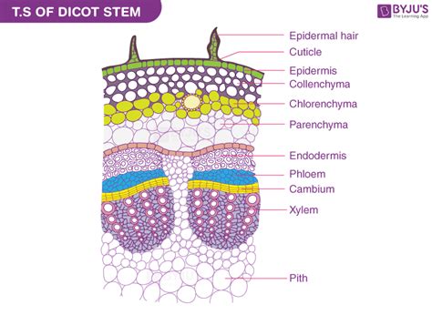 Primary Structure Of Dicot Stem