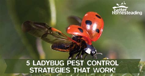 5 Low Cost Ladybug Pest Control Remedies For A Home Infestation