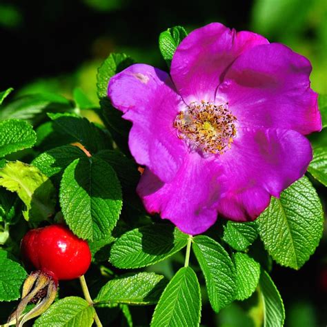 Rosa Purple Pavement In 9cm Pot Fraser Valley Rose Farm
