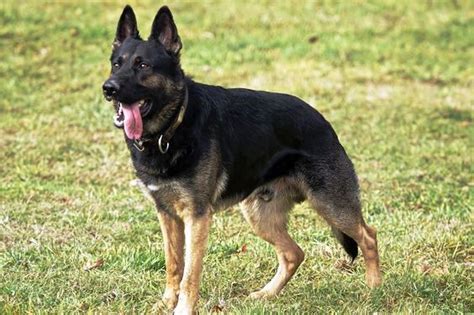 5 Different Types Of German Shepherd Breeds And Their Features