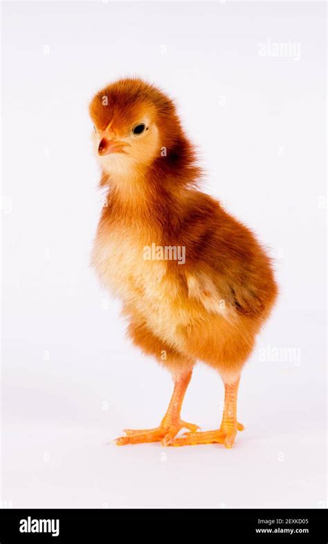 Baby Chick Newborn Farm Chicken Standing Rhode Island Red Stock Photo