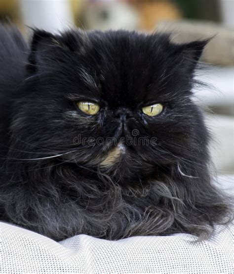 Persian Cat Color Dark Smoke Looking With Great Interest Stock Image
