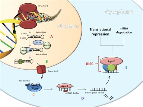 Mirnas Biogenesis The Rna Polymerase Transcribes The Mirnas Gene And