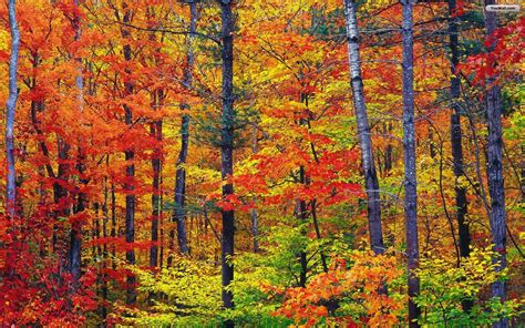 Autumn Forest Desktop Wallpaper Wallpapersafari