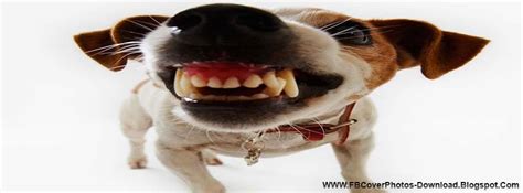 Fb Cover Photos Download Cute Dog Facebook Cover Photo Download