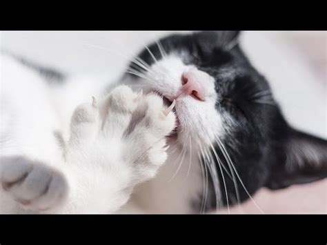 Pros And Cons Of Declawing Your Cat Cat Care Pet News Live