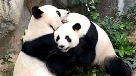 Giant Pandas Mate For First Time In 10 Years After Hong Kong Zoo Goes