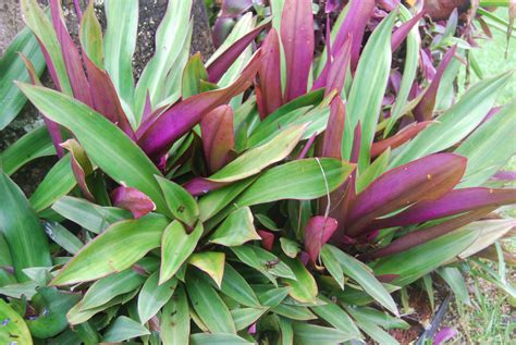 There are 114 moses in a boat for sale on etsy, and they cost $15.26 on average. Tradescantia Spathacea Rhoeo - Boat Lily - Moses in Basket ...