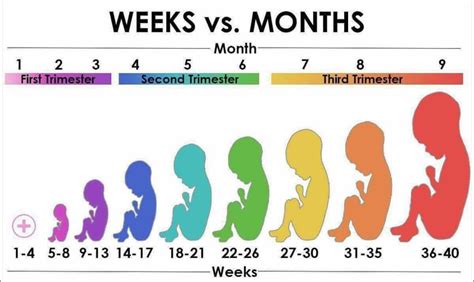 36 Weeks Pregnant Is How Many Months Examples And Forms