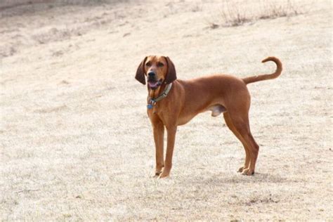 The Redbone Coonhound Price Guide With Free Calculator Petbudget