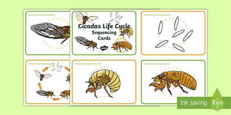 The cicada has the longest life cycle of any insect. Life Cycle of the Cicada Sequencing Cards (teacher made)