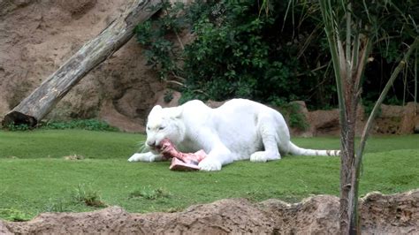 White Tiger Eating Breakfast Bone At Loro Parque Youtube