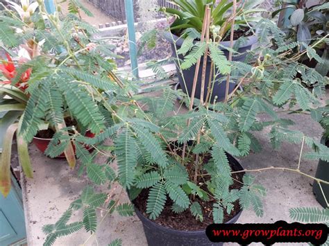 Mimosa Pudica How To Grow And Care