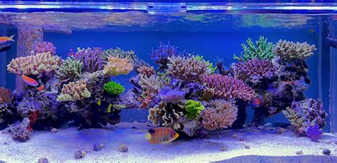 Reef Trigger Built An Impressive Modern Japanese Style Reef Aquarium